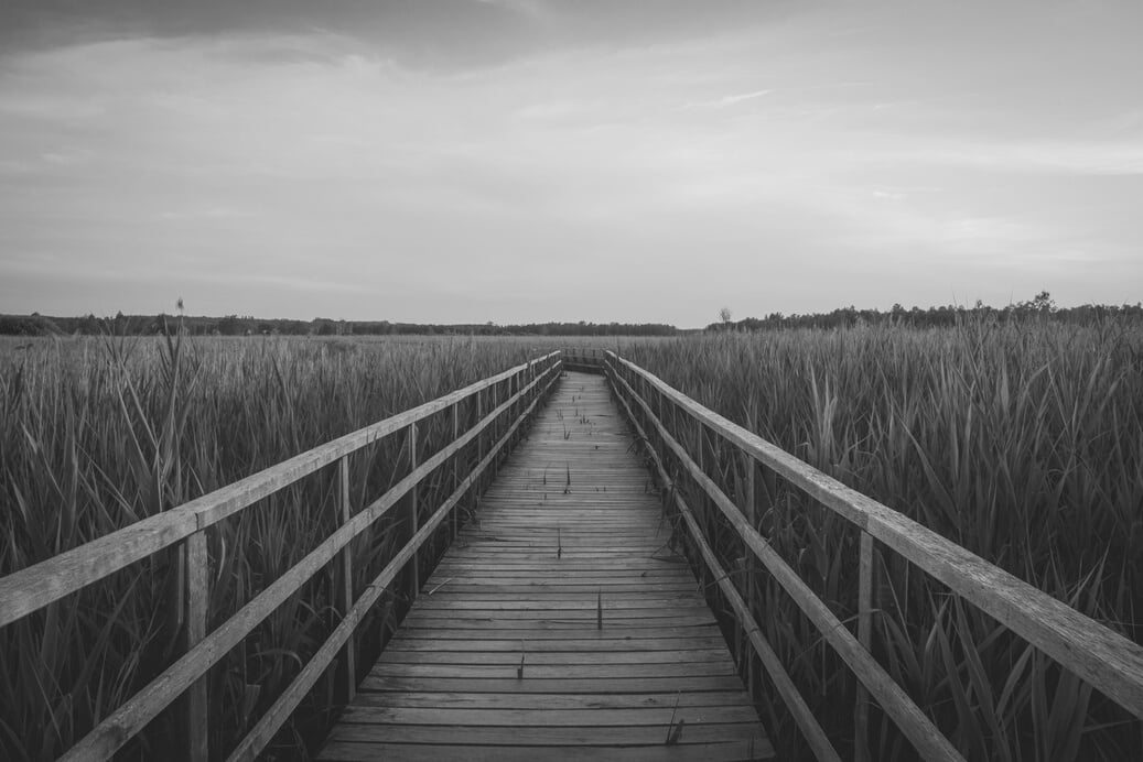 Wooden Path in the Meadow